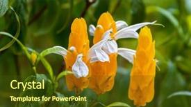  Presentation with south asia - PPT layouts with bracts also called golden shrimp background and a tawny brown colored foreground