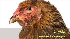  Presentation with hen - Slide set with brahma hen close up background and a tawny brown colored foreground
