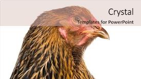  Presentation with hen - Theme having brahma hen close up background and a soft green colored foreground