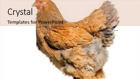  Presentation with hen - Presentation design featuring brahma hen standing against white background and a yellow colored foreground