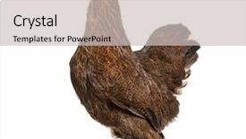  Presentation with hen - Cool new PPT theme with brahma hen standing against white backdrop and a soft green colored foreground