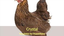  Presentation with hen - Slide set enhanced with brahma hen standing against white background and a tawny brown colored foreground