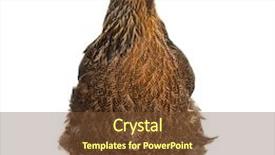  Presentation with white pigeon against the blue - Audience pleasing PPT layouts consisting of brahma hen standing against white backdrop and a tawny brown colored foreground