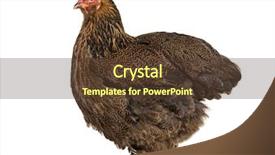  Presentation with hen - Cool new theme with brahma hen standing against white backdrop and a tawny brown colored foreground