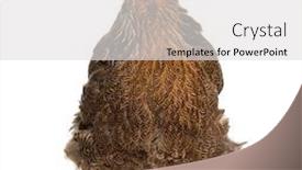  Presentation with hen - PPT theme consisting of brahma hen standing against white background background and a light gray colored foreground