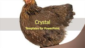  Presentation with hen - Slide deck with brahma hen standing against white background and a tawny brown colored foreground