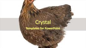  Presentation with white pigeon against the blue - Colorful PPT theme enhanced with brahma hen standing against white backdrop and a tawny brown colored foreground