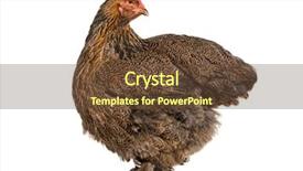  Presentation with hen - Colorful presentation design enhanced with brahma hen standing against white backdrop and a tawny brown colored foreground