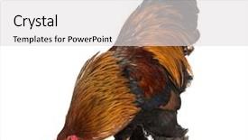  Presentation with white - Beautiful slide set featuring brahma rooster standing against white backdrop and a light gray colored foreground