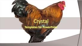  Presentation with white pigeon against the blue - Colorful presentation theme enhanced with brahma rooster standing against white backdrop and a tawny brown colored foreground