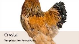  Presentation with white pigeon against the blue - PPT theme enhanced with brahma rooster standing against white background and a yellow colored foreground