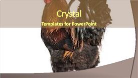  Presentation with white pigeon against the blue - Presentation theme with brahma rooster standing against white background and a tawny brown colored foreground