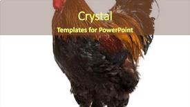  Presentation with white pigeon against the blue - Presentation design with brahma rooster standing against white background and a tawny brown colored foreground