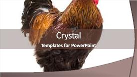  Presentation with white - Colorful presentation theme enhanced with brahma rooster standing against white backdrop and a tawny brown colored foreground