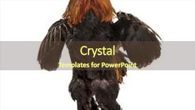  Presentation with white pigeon against the blue - Slide deck enhanced with brahma rooster standing against white background and a tawny brown colored foreground