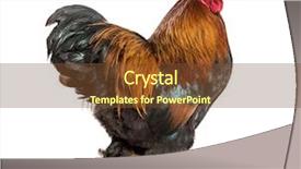  Presentation with white pigeon against the blue - Beautiful slide deck featuring brahma rooster standing against white backdrop and a tawny brown colored foreground