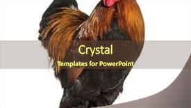  Presentation with white pigeon against the blue - Slide deck having brahma rooster standing against white background and a tawny brown colored foreground