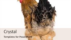  Presentation with white - Slide set featuring brahma rooster standing against white background and a coral colored foreground