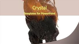  Presentation with white pigeon against the blue - Cool new theme with brahma rooster standing against white backdrop and a red colored foreground