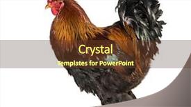  Presentation with white pigeon against the blue - Beautiful PPT layouts featuring brahma rooster standing against white backdrop and a tawny brown colored foreground