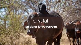  Presentation with africa - Beautiful presentation theme featuring a group of cow backdrop and a tawny brown colored foreground