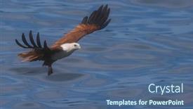  Presentation with bird hunting - Colorful PPT theme enhanced with brahminy-kite-bird-of-prey backdrop and a ocean colored foreground