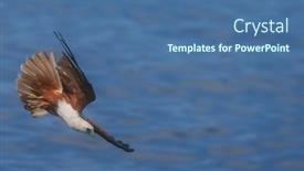  Presentation with bird hunting - Presentation having brahminy-kite-bird-of-prey background and a ocean colored foreground