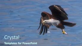  Presentation with bird hunting - PPT theme featuring brahminy-kite-bird-of-prey background and a ocean colored foreground