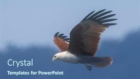  Presentation with bird hunting - Cool new presentation with brahminy-kite-bird-of-prey backdrop and a ocean colored foreground