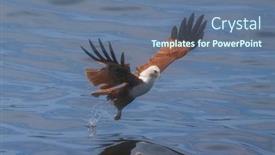  Presentation with bird hunting - Beautiful presentation theme featuring brahminy-kite-bird-of-prey backdrop and a ocean colored foreground