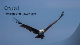 Presentation with kite - Beautiful slide set featuring brahminy-kite-bird-of-prey backdrop and a teal colored foreground