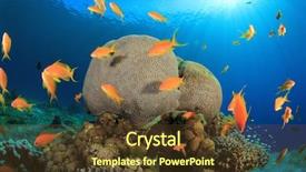  Presentation with brain and spinal cord - Slide set consisting of brain coral and anthias fish background and a tawny brown colored foreground