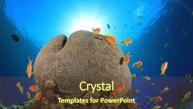 Presentation with brain - Cool new slides with brain coral and anthias fish backdrop and a tawny brown colored foreground