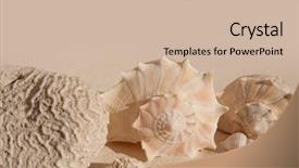  Presentation with brain waves - Slide set enhanced with brain coral and seashells background and a soft green colored foreground