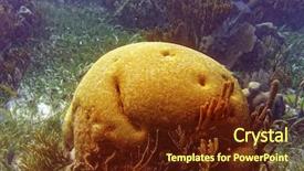  Presentation with maya - Audience pleasing PPT theme consisting of brain coral great mayan reef backdrop and a tawny brown colored foreground