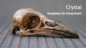  Presentation with crow - PPT theme having bone tissue - crow skull on blue pattern background and a gray colored foreground