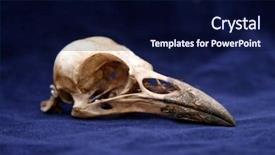  Presentation with crow - Presentation design with bone tissue - crow skull on blue velvet background and a navy blue colored foreground