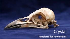  Presentation with crow - Amazing PPT theme having bone tissue - crow skull on blue velvet backdrop and a ocean colored foreground