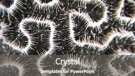  Presentation with brain structure - Audience pleasing theme consisting of brain structure - coral pattern backdrop and a gray colored foreground