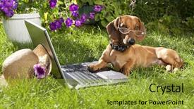  Presentation with brain waves - Slide deck featuring brain waves - clever dog dachshund in glasses background and a gold colored foreground