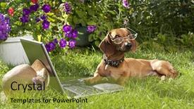  Presentation with brain waves - Slide deck having brain waves - clever dog dachshund in glasses background and a gold colored foreground