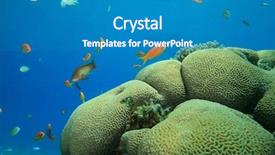  Presentation with coral - Amazing theme having brains fish - brain coral platygyra daedalea backdrop and a teal colored foreground