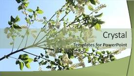  Presentation with cherry blossom - Theme consisting of branch and blossom of bird cherry background and a mint green colored foreground