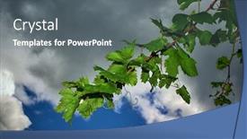  Presentation with grapevine - Beautiful PPT theme featuring branch-and-leaves-of-grapevine backdrop and a gray colored foreground