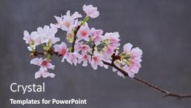  Presentation with sakura - Audience pleasing presentation theme consisting of branch-cherry-blossom-sakura-isolated backdrop and a dark gray colored foreground