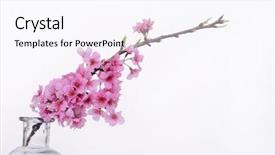  Presentation with cherry - Cool new PPT layouts with branch cherry in vase backdrop and a pink colored foreground