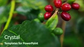  Presentation with beans - Theme having branch company - raw coffee beans background and a forest green colored foreground