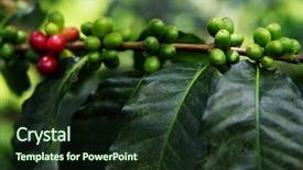  Presentation with coffee beans - Cool new theme with branch company - raw coffee beans backdrop and a tawny brown colored foreground