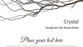  Presentation with snow covered trees and falling - Slide set featuring branch covered with snow isolated background and a white colored foreground