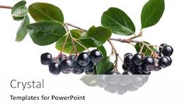  Presentation with film black and white - Beautiful slide deck featuring branch-filled-with-aronia-berries backdrop and a white colored foreground
